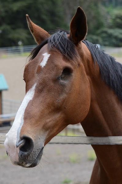 Curtis the monacled wonder.  (Square Peg Foundation/Robyn Peters Photography )